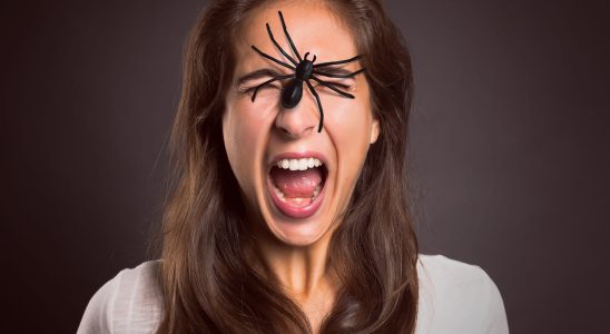 Fear of spiders origin what to do