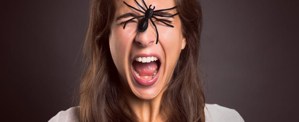 Fear of spiders origin what to do