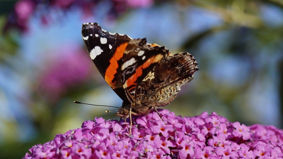 Fewer butterflies counted than last year during annual garden butterfly