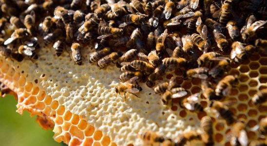 Honey surpluses may force growers to shut down