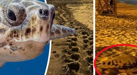 Markus Olsson saw sea turtles lay historic eggs in Mallorca