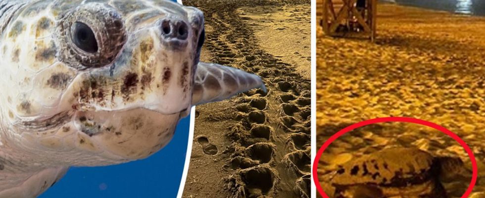 Markus Olsson saw sea turtles lay historic eggs in Mallorca