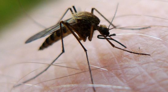 More mosquito repellent is sold may be due to