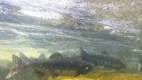 Naatamojoki teems with humpback salmon those who catch fish
