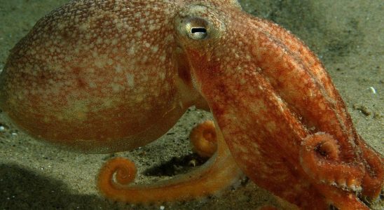 Octopuses dream like humans