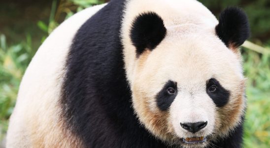 Panda Yuan Meng why is he leaving Beauval Zoo