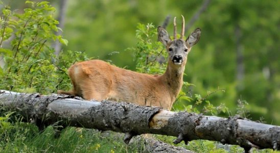 Roe deer rutting started wildlife management warns road users of