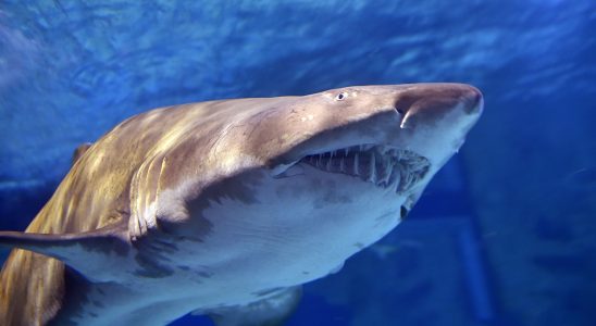 Shark attacks in the face of psychosis Americans are multiplying