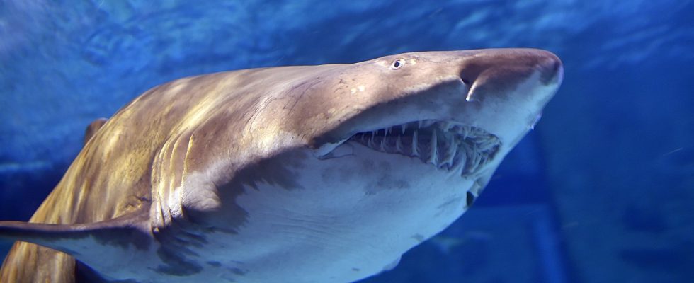 Shark attacks in the face of psychosis Americans are multiplying