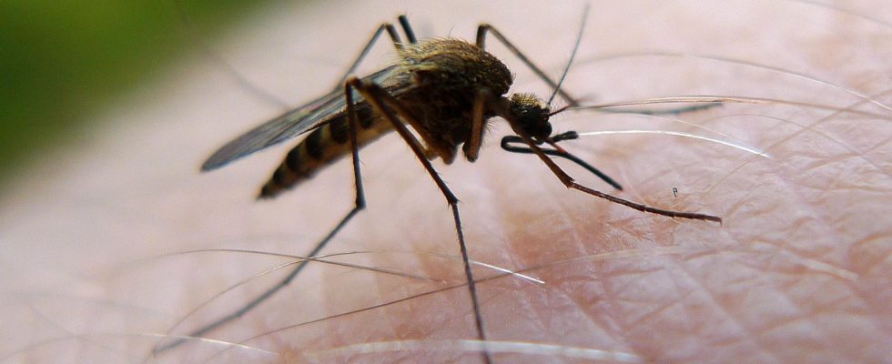 The factors that make you the favorite of mosquitoes