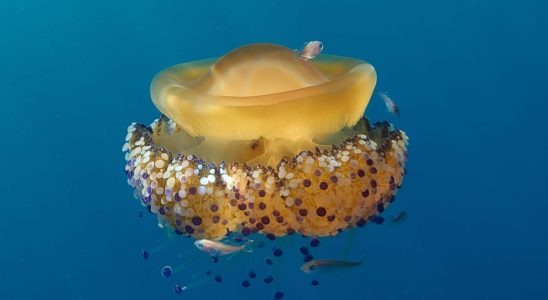 The fried egg jellyfish proliferates in the Mediterranean can it