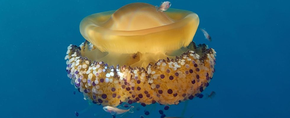 The fried egg jellyfish proliferates in the Mediterranean can it