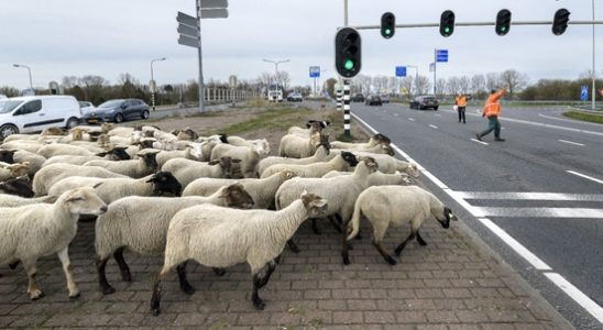 The road safety of animals also counts in Utrecht from
