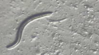 The worms were frozen for 46000 years then scientists