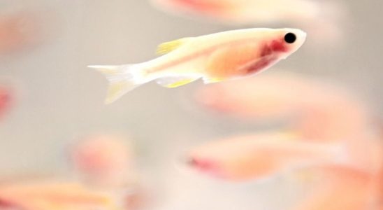 The zebrafish the precious ally of researchers