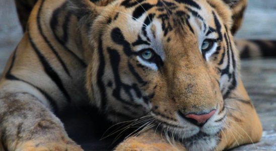 There are more tigers in India