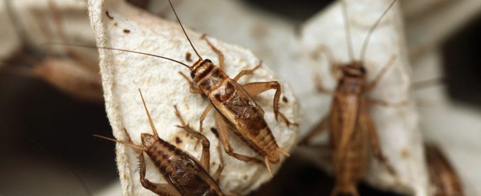 This manufacturer will put cricket flour in your food