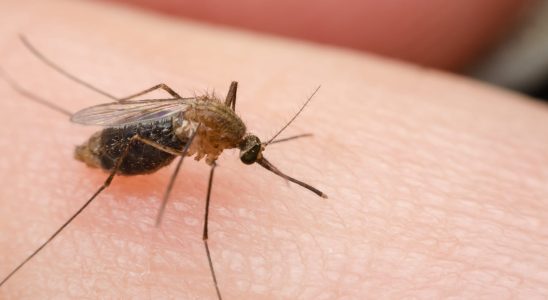 What are the symptoms of dengue fever