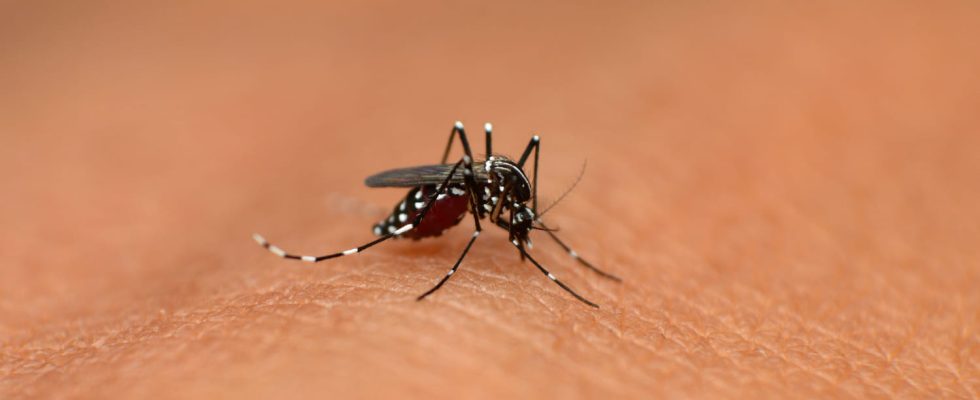 What are the symptoms of dengue fever Contagious