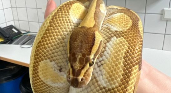 Who has lost their royal python Snake found in Utrecht