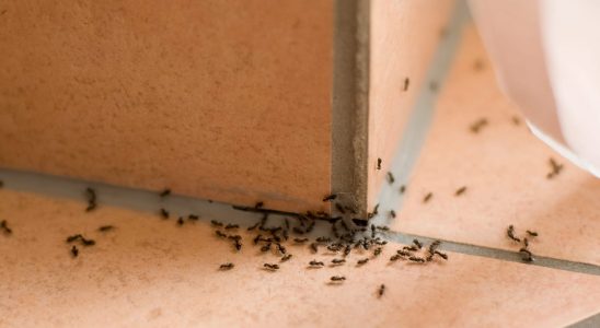 With just three ingredients you can quickly fight an ant