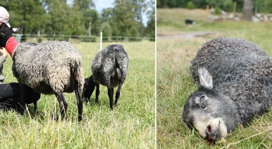 Wolf attacks in Sjuharad and Skaraborg 90 sheep killed