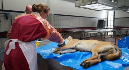 Wolf from Wapse investigated at Utrecht University urgent procedure must