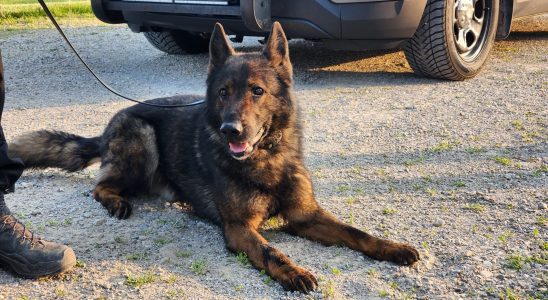 Woodstock police dog Taz dies in the line of duty