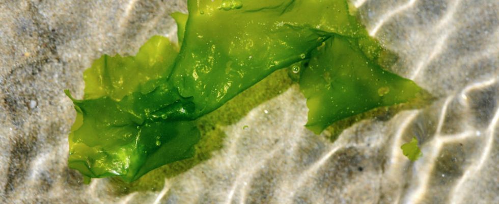 justice forces the State to react to green algae in