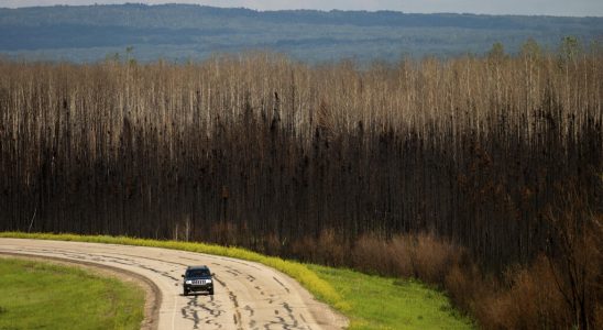 the natives are the first victims of the worst fires