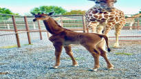 A spotted giraffe was born in a US zoo