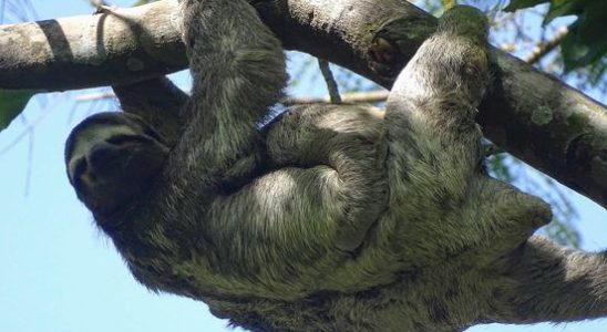 A thousand new trees for sloths thanks to collected empty