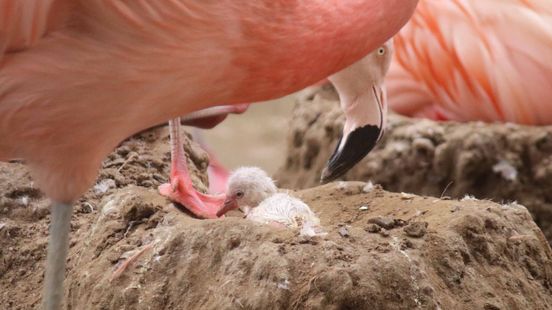 Amersfoort flamingos overcome peer pressure A chick is born its
