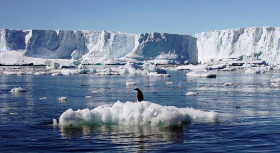Antarctica records an abnormally low level of ice