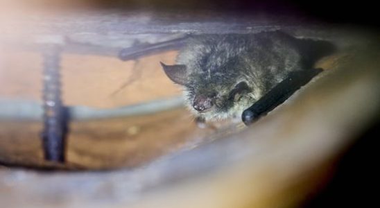 Bat ruling in the case of the province of Utrecht