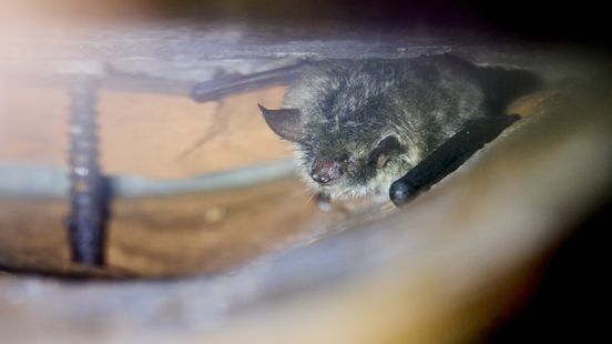 Bat ruling in the case of the province of Utrecht