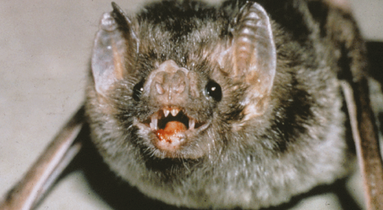 Bat tests positive for rabies in Norwich Township Public health