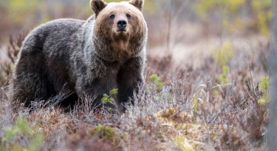 Bears that have been lured with food may be tracked