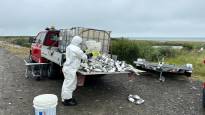 Bird flu continues in northern Norway and spreads along the