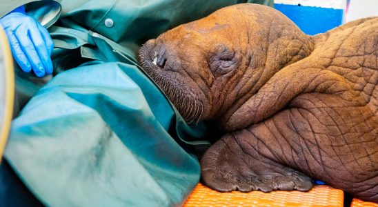 Body contact will save baby walrus