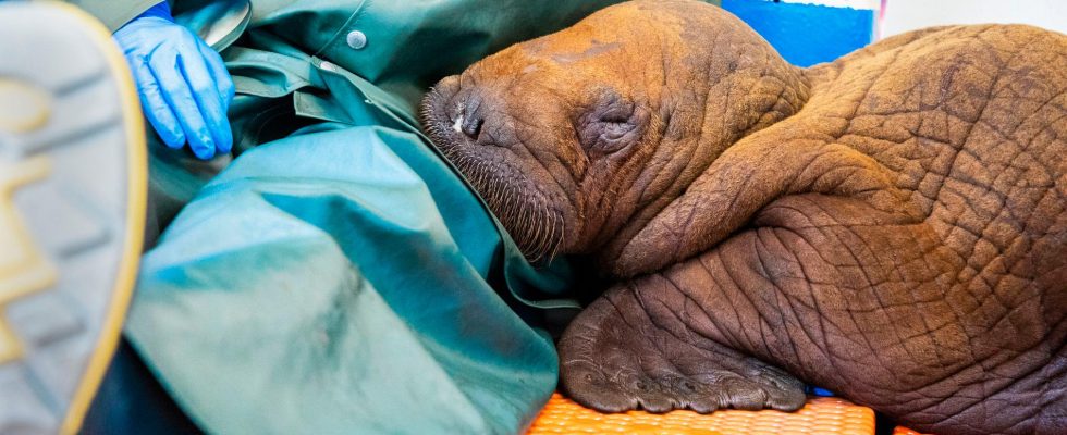 Body contact will save baby walrus