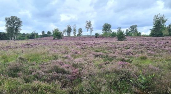 Boswachter Flowering heather looks fantastic but could use some variation