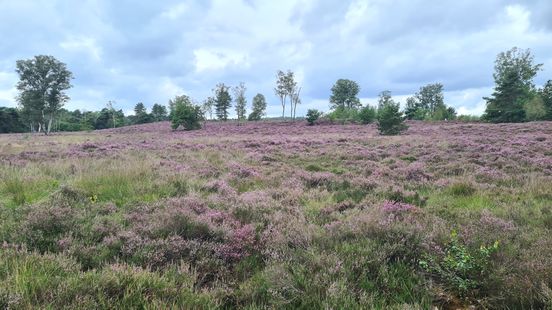 Boswachter Flowering heather looks fantastic but could use some variation
