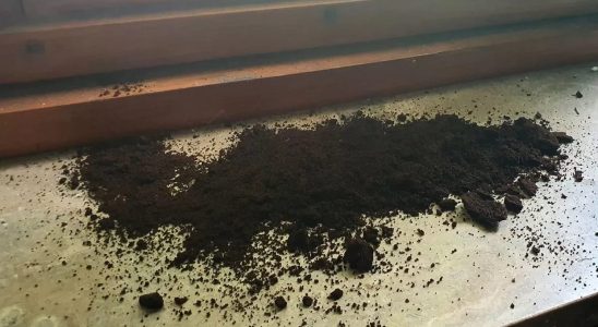 Coffee grounds on the windowsill are the easy and cheap