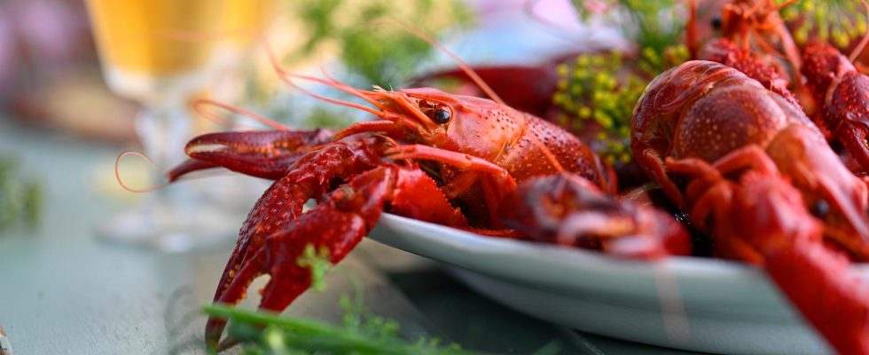 Cool summer can delay crayfish fishing