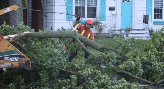 Curbside pickup of bundled brush continues in Sarnia