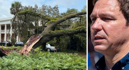 DeSanti family in hurricane drama oak tree fell on