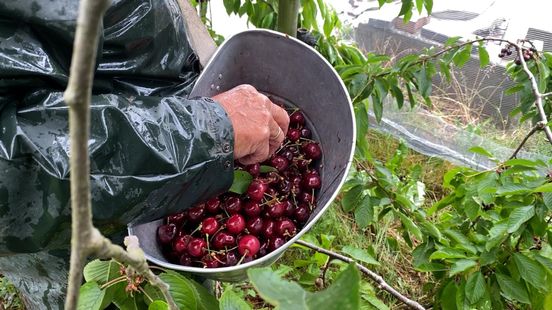 Dramatic cherry harvest due to bad weather