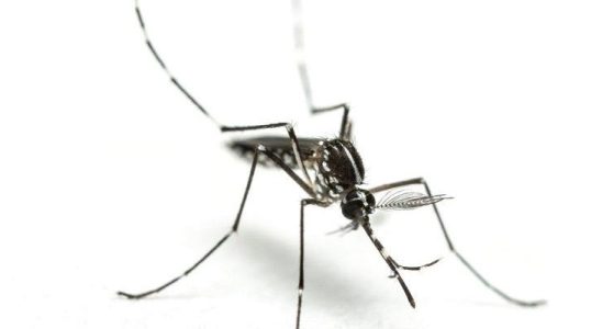 Dreaded tiger mosquito discovered in Sweden
