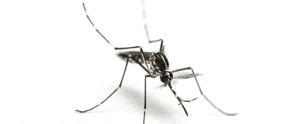 Dreaded tiger mosquito discovered in Sweden